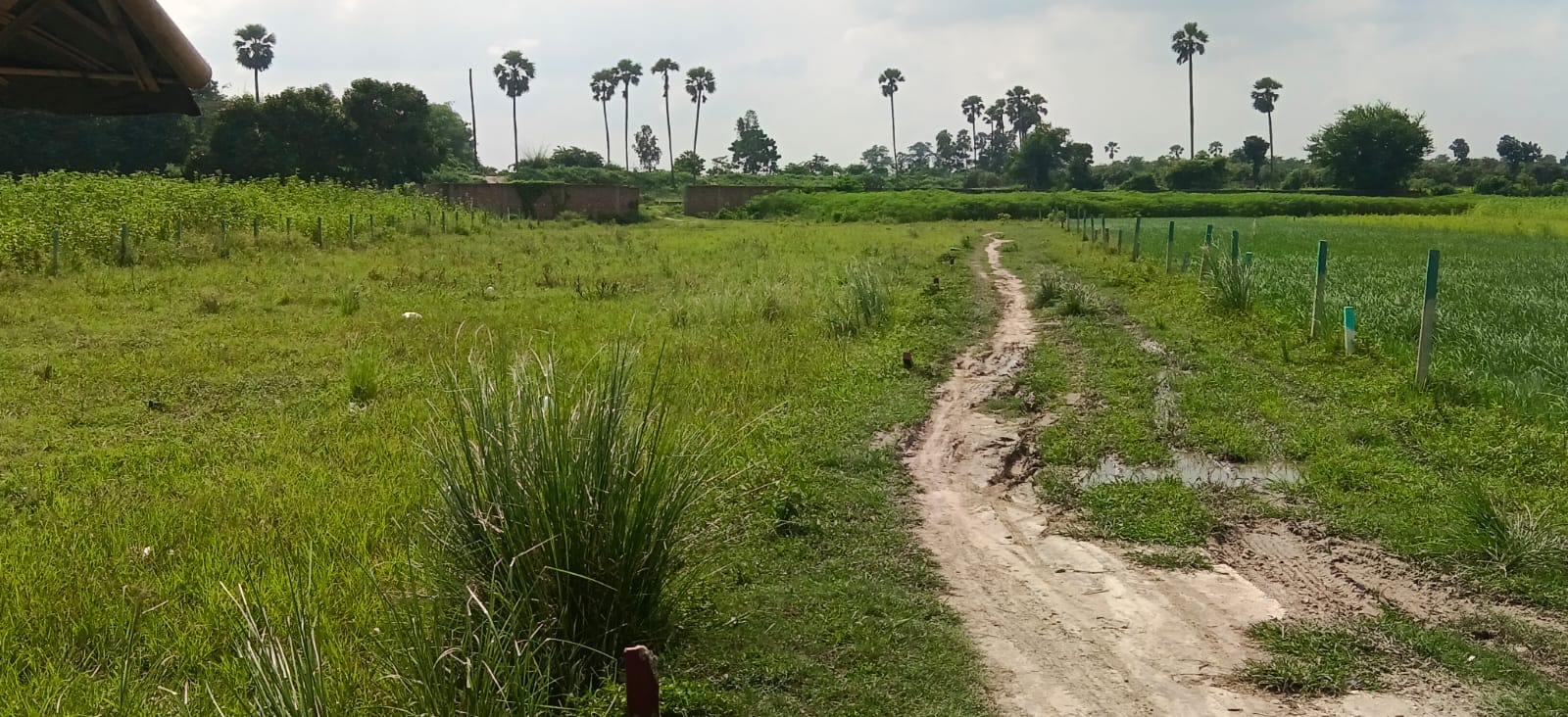 🏡 MUSAPUR CHOWK – GERABARI KATIHAR में 4 DECIMAL जमीन बिक्री के लिए PN 101 - Image 6
