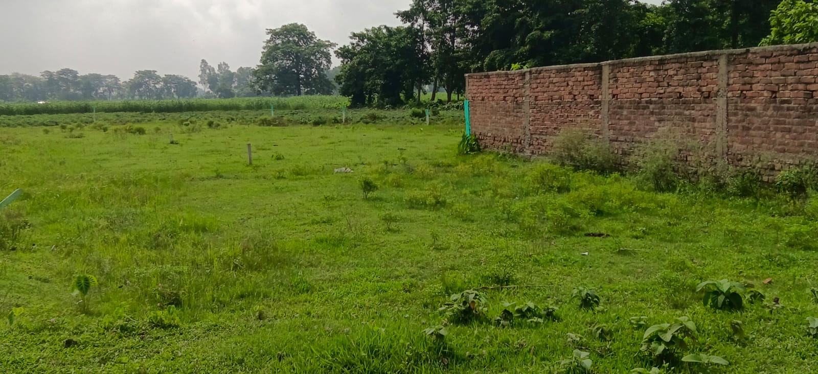 ЁЯПб PURNEA CITY TO KASBA ROAD рд╕реЗ 400 рдореАрдЯрд░ EAST рдореЗрдВ 11 рдХрдЯреНрдард╛ LAND рдмрд┐рдХреНрд░реА рдХреЗ рд▓рд┐рдП PN 114 - Image 7