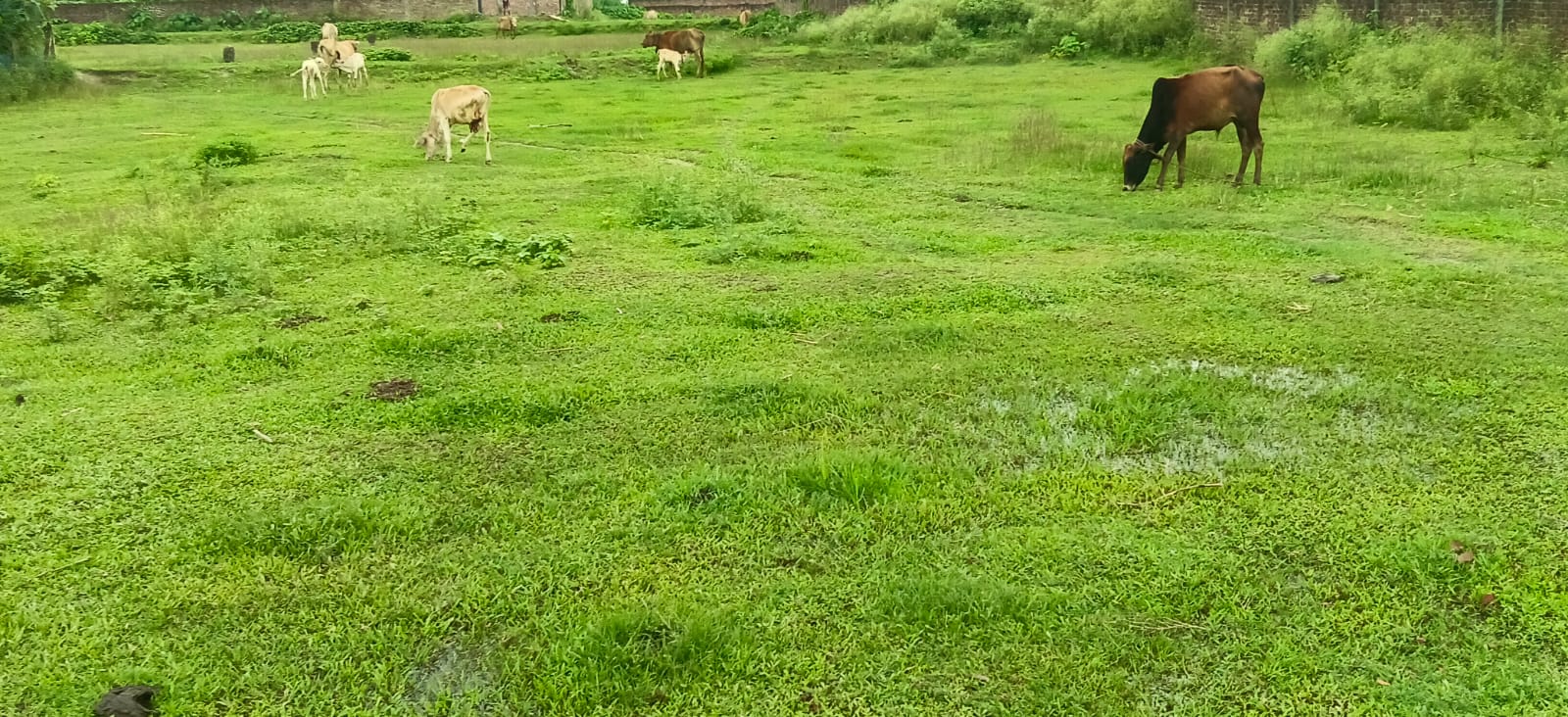 ЁЯПб PURNEA CITY TO KASBA ROAD рд╕реЗ 400 рдореАрдЯрд░ EAST рдореЗрдВ 11 рдХрдЯреНрдард╛ LAND рдмрд┐рдХреНрд░реА рдХреЗ рд▓рд┐рдП PN 114 - Image 4