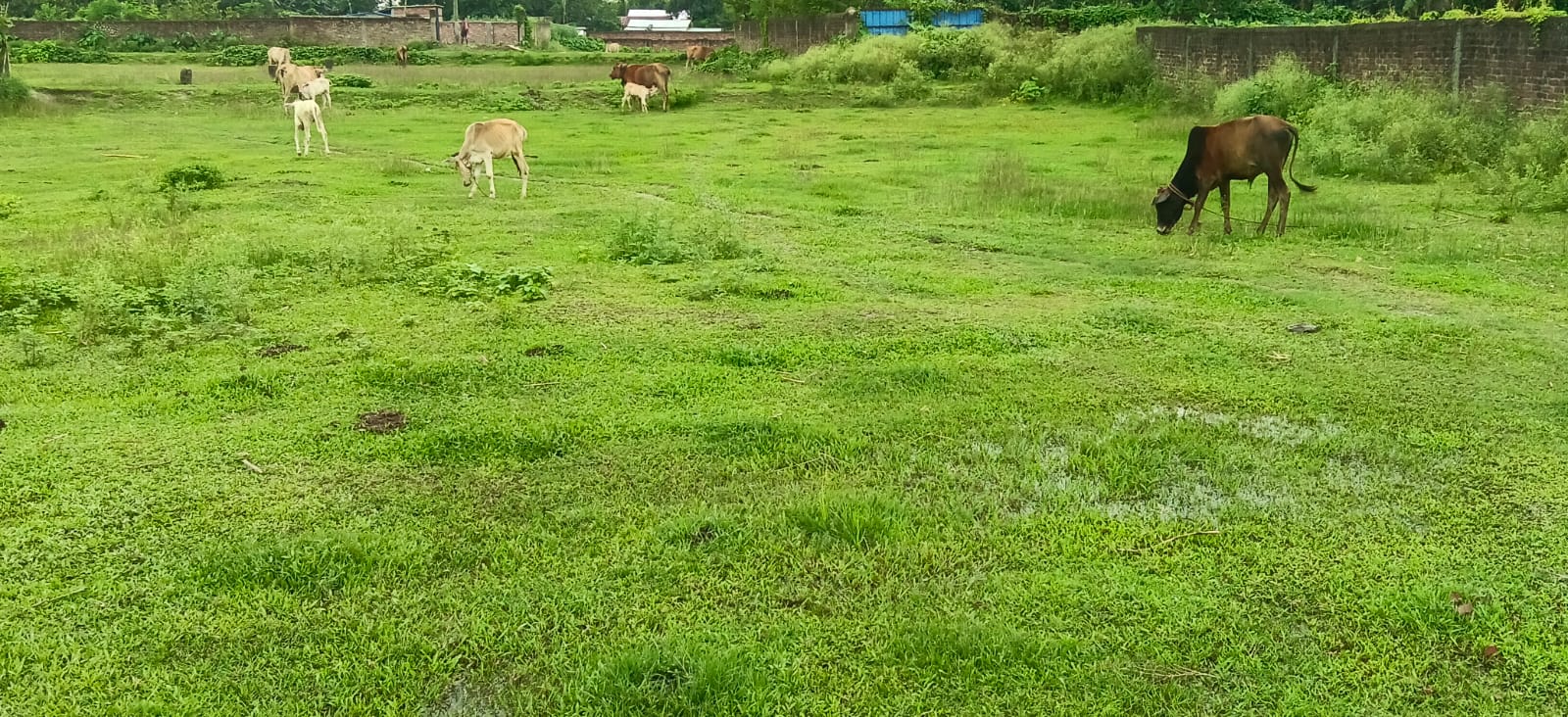 ЁЯПб PURNEA CITY TO KASBA ROAD рд╕реЗ 400 рдореАрдЯрд░ EAST рдореЗрдВ 11 рдХрдЯреНрдард╛ LAND рдмрд┐рдХреНрд░реА рдХреЗ рд▓рд┐рдП PN 114 - Image 5