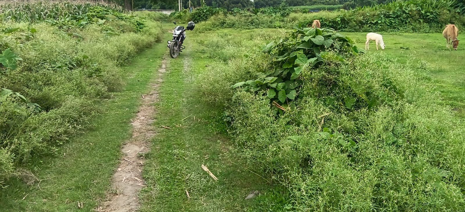ЁЯПб PURNEA CITY TO KASBA ROAD рд╕реЗ 400 рдореАрдЯрд░ EAST рдореЗрдВ 11 рдХрдЯреНрдард╛ LAND рдмрд┐рдХреНрд░реА рдХреЗ рд▓рд┐рдП PN 114 - Image 3