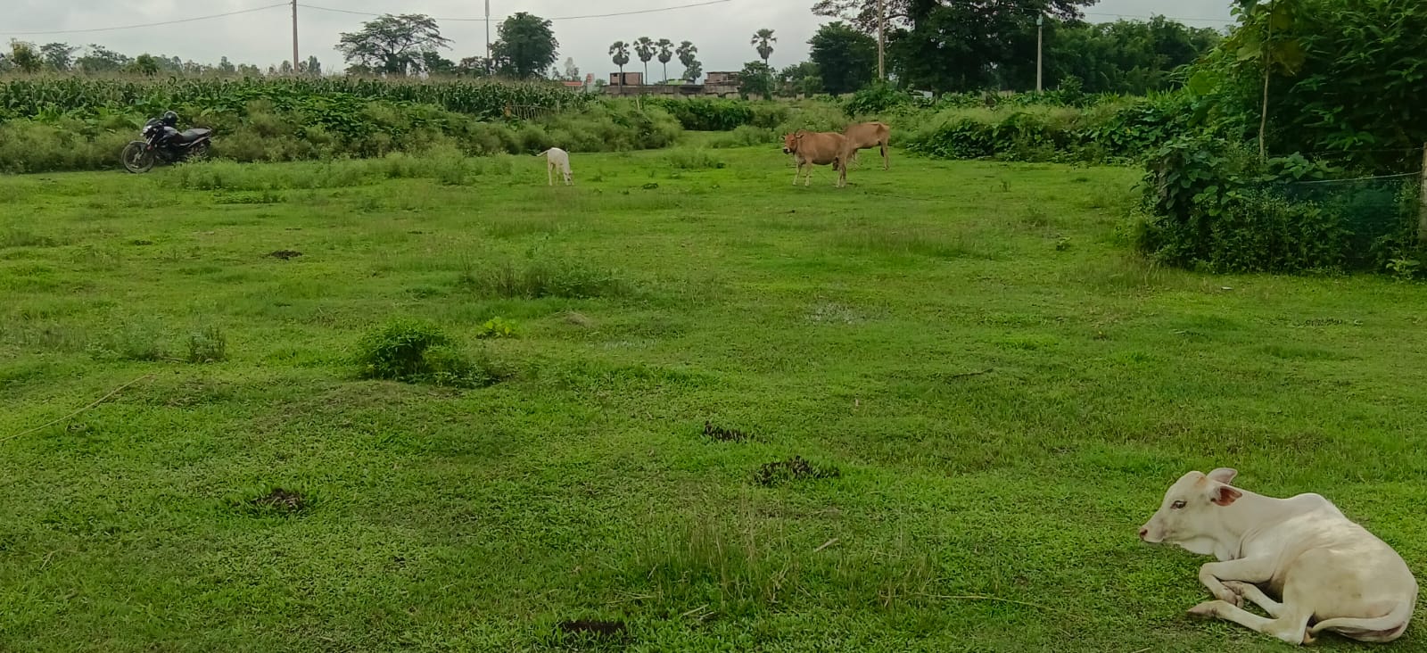 ЁЯПб PURNEA CITY TO KASBA ROAD рд╕реЗ 400 рдореАрдЯрд░ EAST рдореЗрдВ 11 рдХрдЯреНрдард╛ LAND рдмрд┐рдХреНрд░реА рдХреЗ рд▓рд┐рдП PN 114 - Image 8