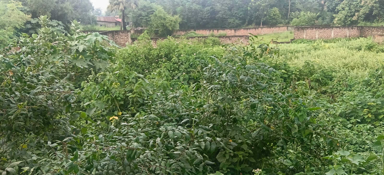 ЁЯПб BAKSHA GHAT тАУ DAV ROAD PURNIA рдореЗрдВ 23 рдХрдЯреНрдард╛ рдЬрдореАрди рдмрд┐рдХреНрд░реА рдХреЗ рд▓рд┐рдП PN 119 - Image 5