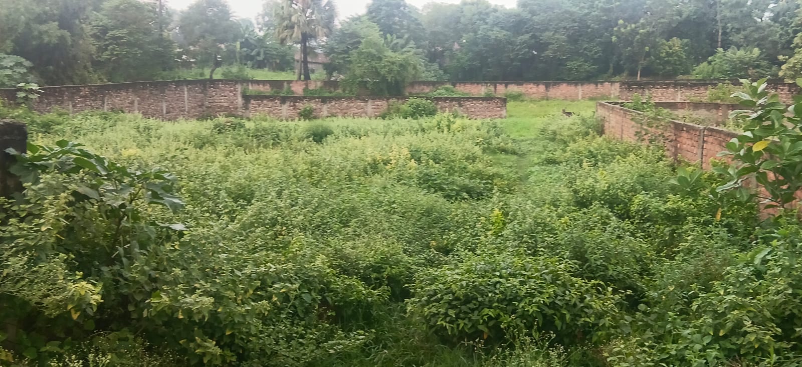 ЁЯПб BAKSHA GHAT тАУ DAV ROAD PURNIA рдореЗрдВ 23 рдХрдЯреНрдард╛ рдЬрдореАрди рдмрд┐рдХреНрд░реА рдХреЗ рд▓рд┐рдП PN 119 - Image 6