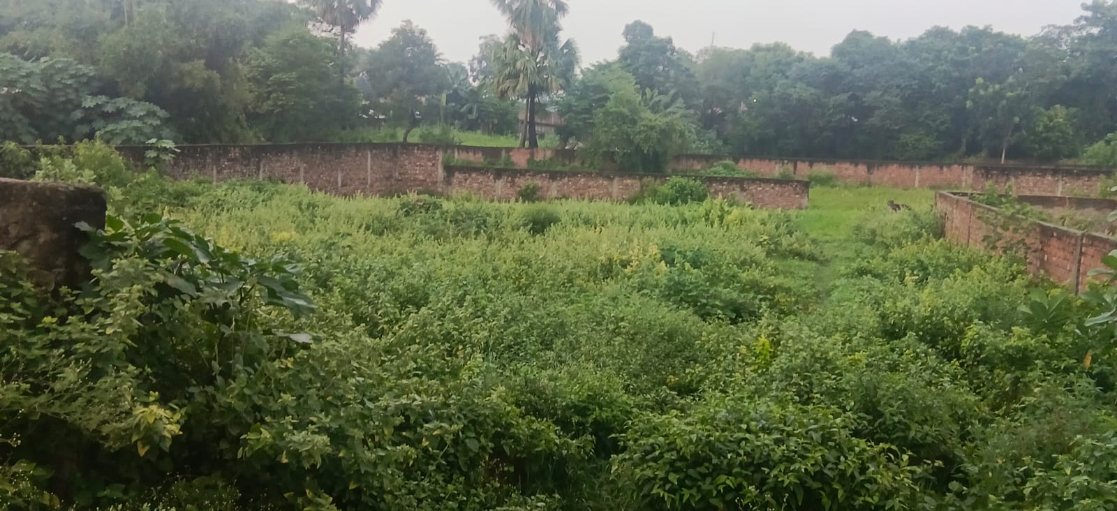 ЁЯПб BAKSHA GHAT тАУ DAV ROAD PURNIA рдореЗрдВ 23 рдХрдЯреНрдард╛ рдЬрдореАрди рдмрд┐рдХреНрд░реА рдХреЗ рд▓рд┐рдП PN 119 - Image 2