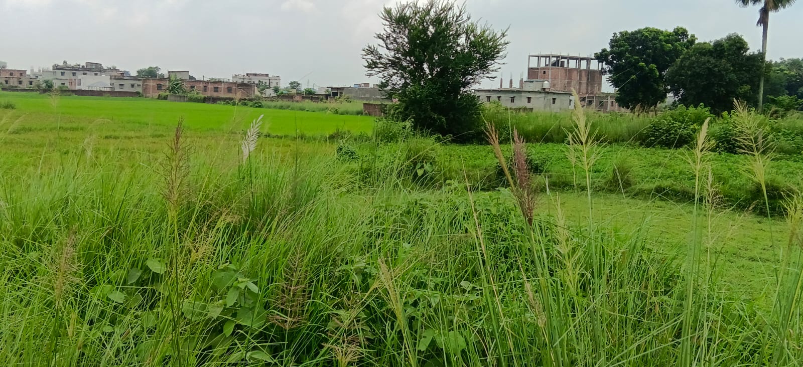 ЁЯПб JHEEL TOLA тАУ JANTA CHOWK рдореЗрдВ 60 рдбрд┐рд╕рдорд▓ рдЬрдореАрди рдмрд┐рдХреНрд░реА рдХреЗ рд▓рд┐рдП PN 122 - Image 3