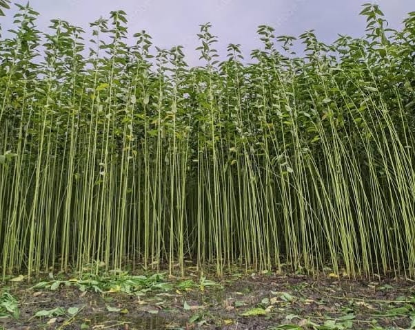 ЁЯМ╛ AGRICULTURE LAND FOR SALE тАФ GADHBANELI MARKET рдХреЗ рдкрд╛рд╕ PN 120 - Image 5