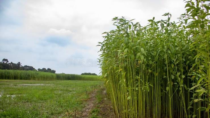 ЁЯМ╛ AGRICULTURE LAND FOR SALE тАФ GADHBANELI MARKET рдХреЗ рдкрд╛рд╕ PN 120 - Image 3
