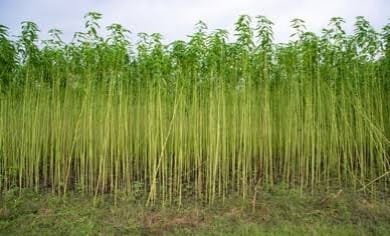 ЁЯМ╛ AGRICULTURE LAND FOR SALE тАФ GADHBANELI MARKET рдХреЗ рдкрд╛рд╕ PN 120 - Image 4