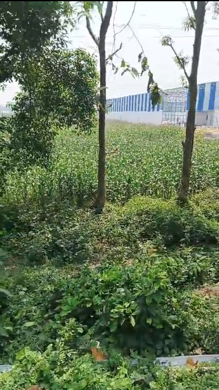 ЁЯПб ZERO MILE тАУ GULAB BAGH TO KASBA ROAD рдореЗрдВ 30 рдХрдЯреНрдард╛ рдЬрдореАрди рдмрд┐рдХреНрд░реА рдХреЗ рд▓рд┐рдП PN 135 - Image 2