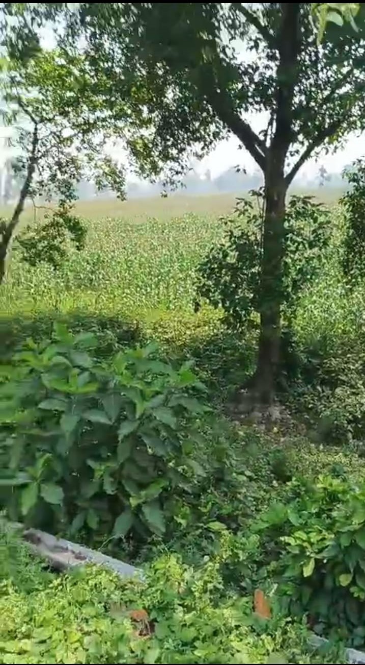 ЁЯПб ZERO MILE тАУ GULAB BAGH TO KASBA ROAD рдореЗрдВ 30 рдХрдЯреНрдард╛ рдЬрдореАрди рдмрд┐рдХреНрд░реА рдХреЗ рд▓рд┐рдП PN 135 - Image 4