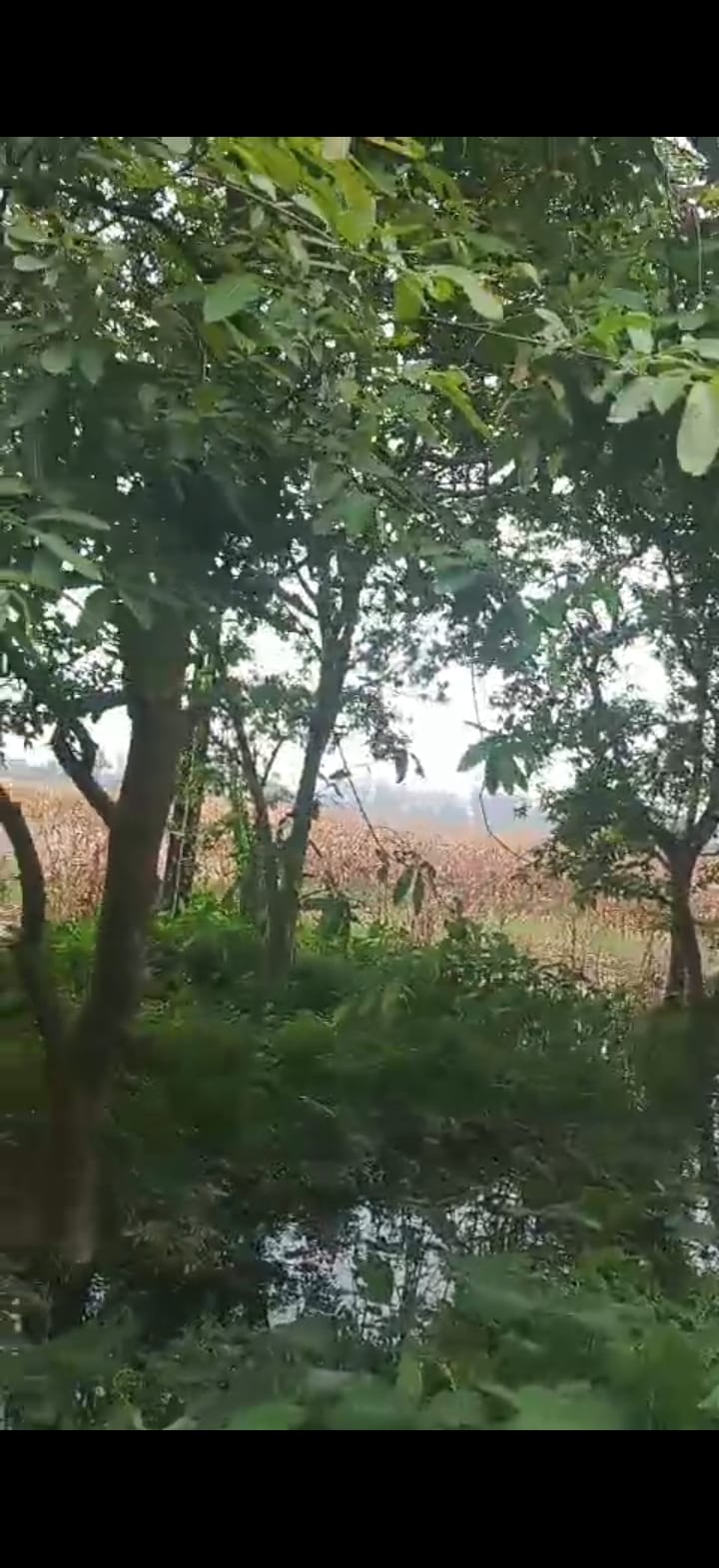 🏡 GULAB BAGH – ZERO MILE TO KASBA ROAD में 8 बीघा LAND बिक्री के लिए PN 137 - Image 3