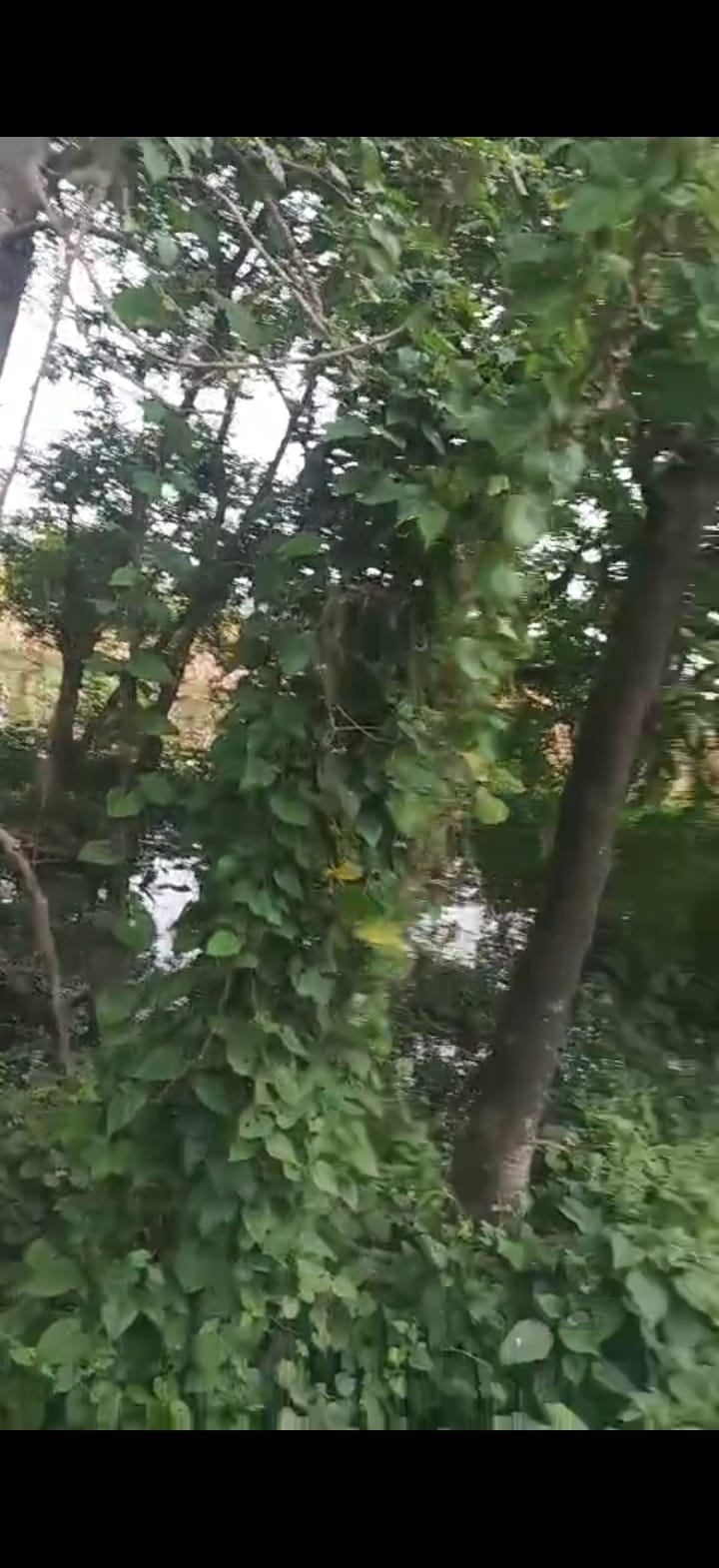 🏡 GULAB BAGH – ZERO MILE TO KASBA ROAD में 8 बीघा LAND बिक्री के लिए PN 137 - Image 4