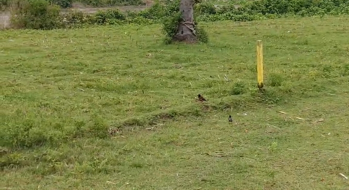 ЁЯПб BALURGHAT тАУ SRINAGAR ROAD PURNIA рдореЗрдВ 17 рдХрдЯреНрдард╛ LAND рдмрд┐рдХреНрд░реА рдХреЗ рд▓рд┐рдП PN 146 - Image 7