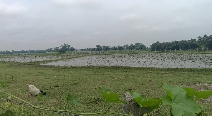 🌾 SHRI NAGAR TO SINGHIYA से 2 KM पर 20 बीघा LAND बिक्री के लिए PN 155 - Image 5