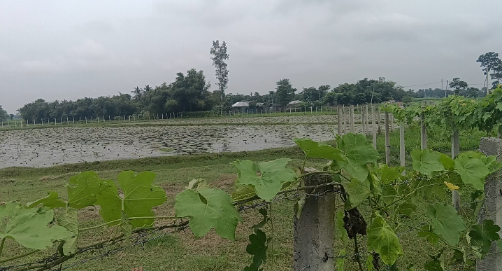 🌾 SHRI NAGAR TO SINGHIYA से 2 KM पर 20 बीघा LAND बिक्री के लिए PN 155 - Image 6