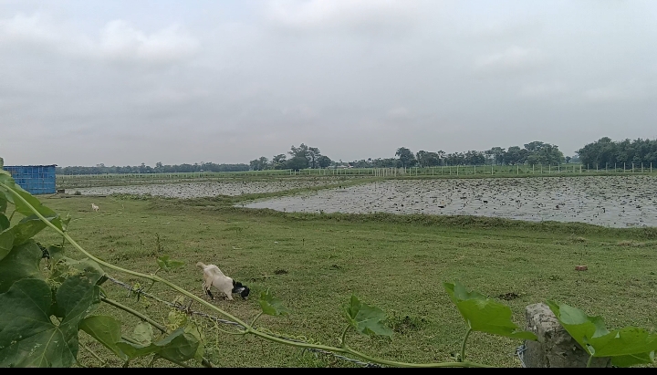 🌾 SHRI NAGAR TO SINGHIYA से 2 KM पर 20 बीघा LAND बिक्री के लिए PN 155 - Image 2