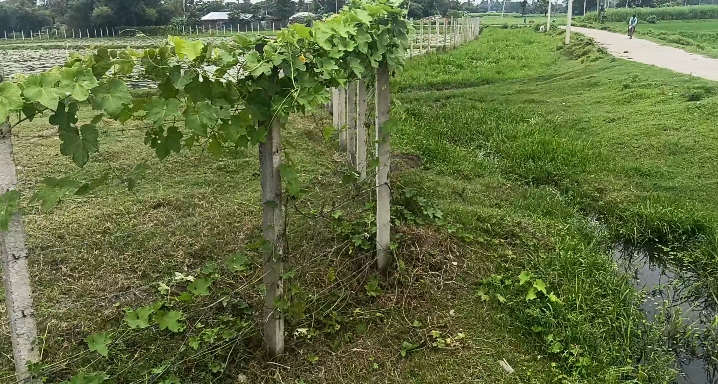 🌾 SHRI NAGAR TO SINGHIYA से 2 KM पर 20 बीघा LAND बिक्री के लिए PN 155 - Image 3
