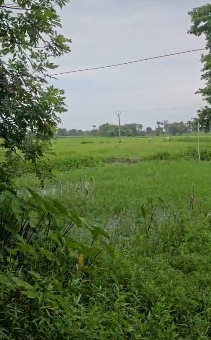 🏡 DAGRUA से 2 KM पर 25 बीघा LAND बिक्री के लिए PN 149 - Image 9
