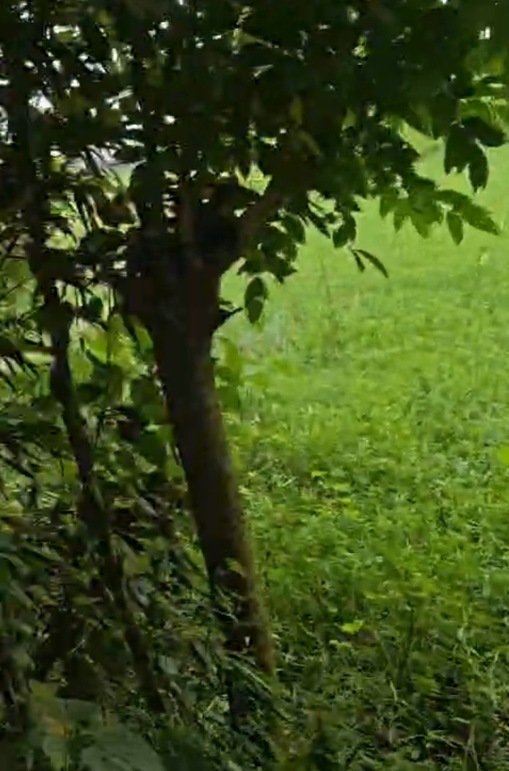 🏡 DAGRUA से 2 KM पर 25 बीघा LAND बिक्री के लिए PN 149 - Image 7