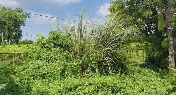 🏡 ARARIA HIGHWAY – JALALGARH में 13 बीघा LAND बिक्री के लिए PN 150 - Image 4