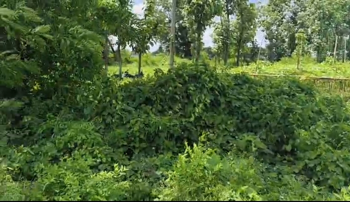 🏡 ARARIA HIGHWAY – JALALGARH में 13 बीघा LAND बिक्री के लिए PN 150 - Image 5