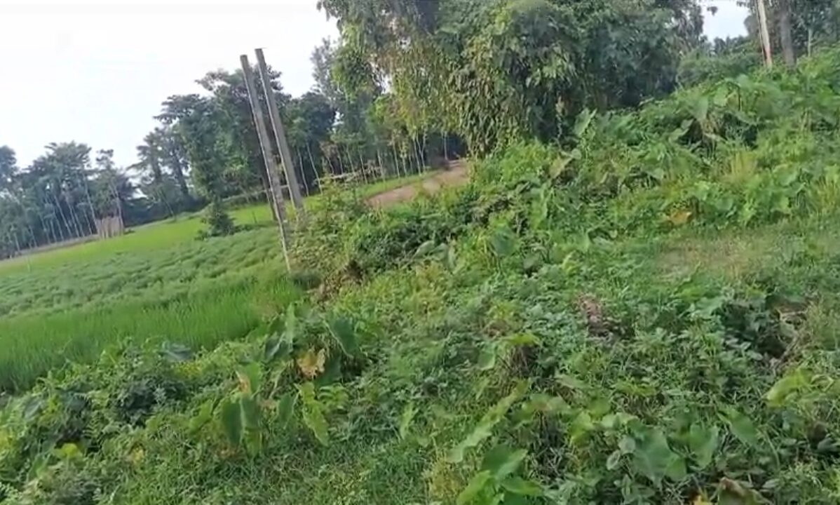 🏡 BELAURI CHOWK से 2 KM पर 2 बीघा LAND बिक्री के लिए PN 151 - Image 3