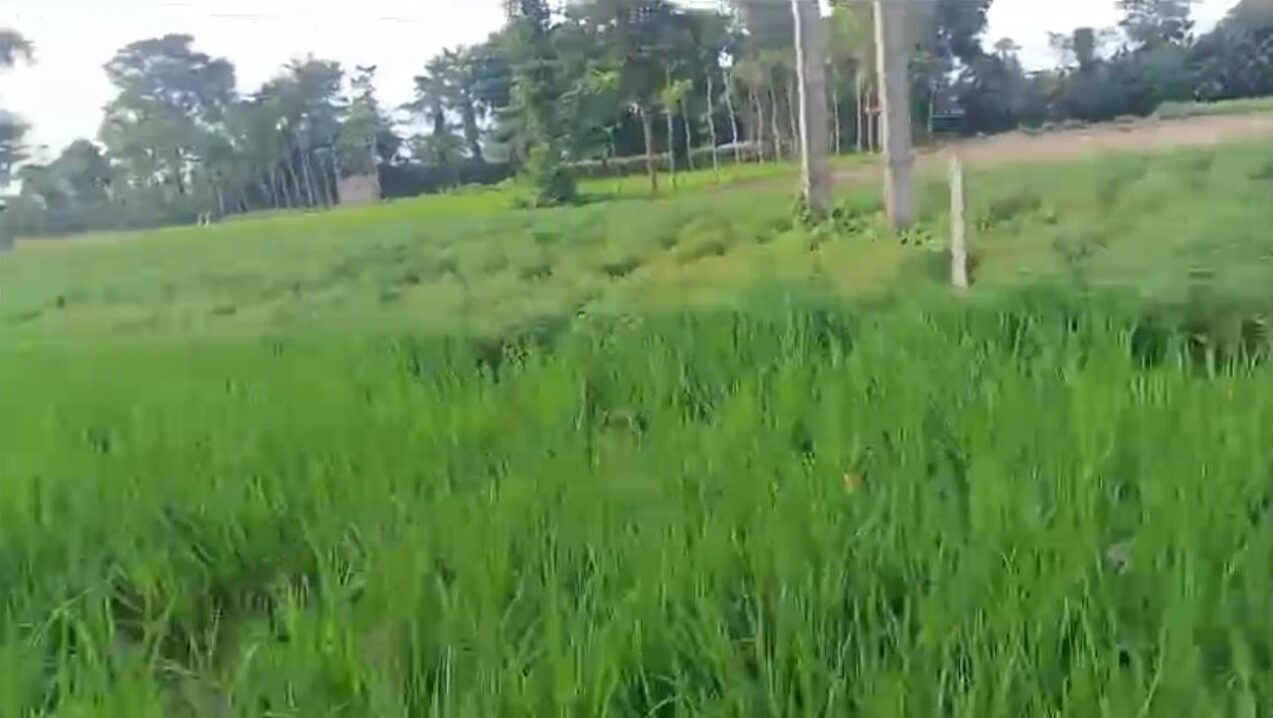 🏡 BELAURI CHOWK से 2 KM पर 2 बीघा LAND बिक्री के लिए PN 151 - Image 5