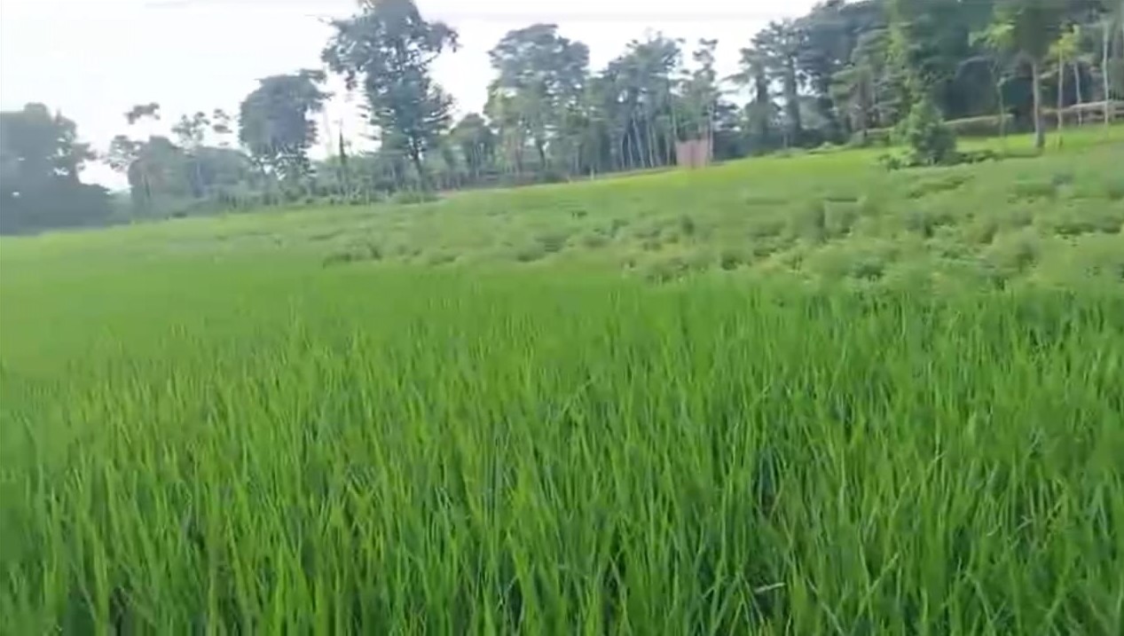🏡 BELAURI CHOWK से 2 KM पर 2 बीघा LAND बिक्री के लिए PN 151 - Image 6