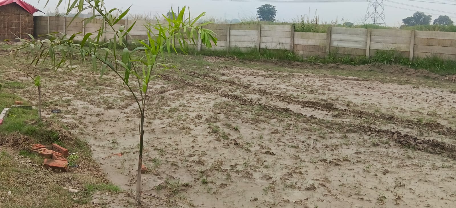 🏡 36,40 में 2.5 बीघा AAWASIY PLOT बिक्री के लिए PN 158 - Image 5