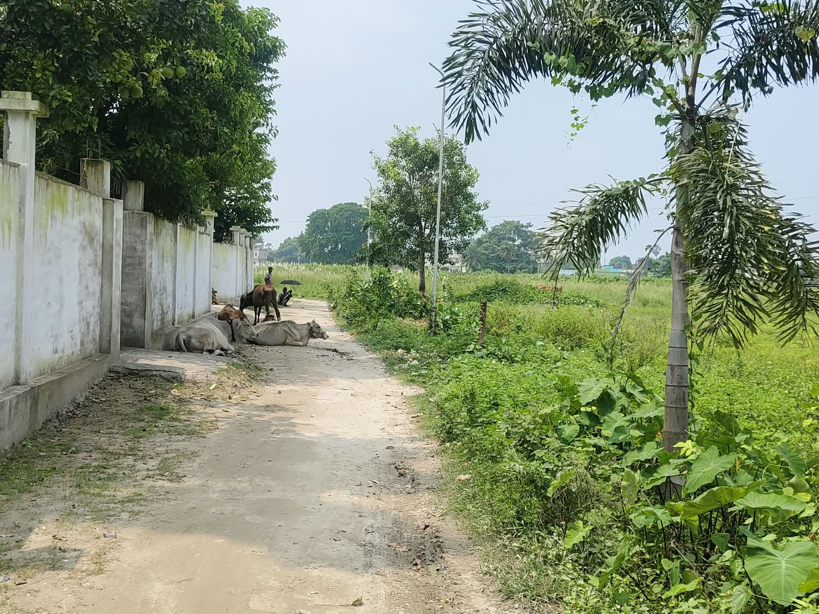 🏡 RAMBAGH – RAM RATNA JI NAGAR में RESIDENTIAL PLOT बिक्री के लिए PN 161 - Image 10