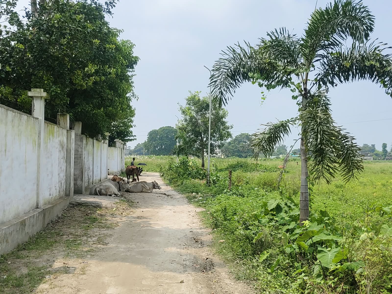 🏡 RAMBAGH – RAM RATNA JI NAGAR में RESIDENTIAL PLOT बिक्री के लिए PN 161 - Image 11