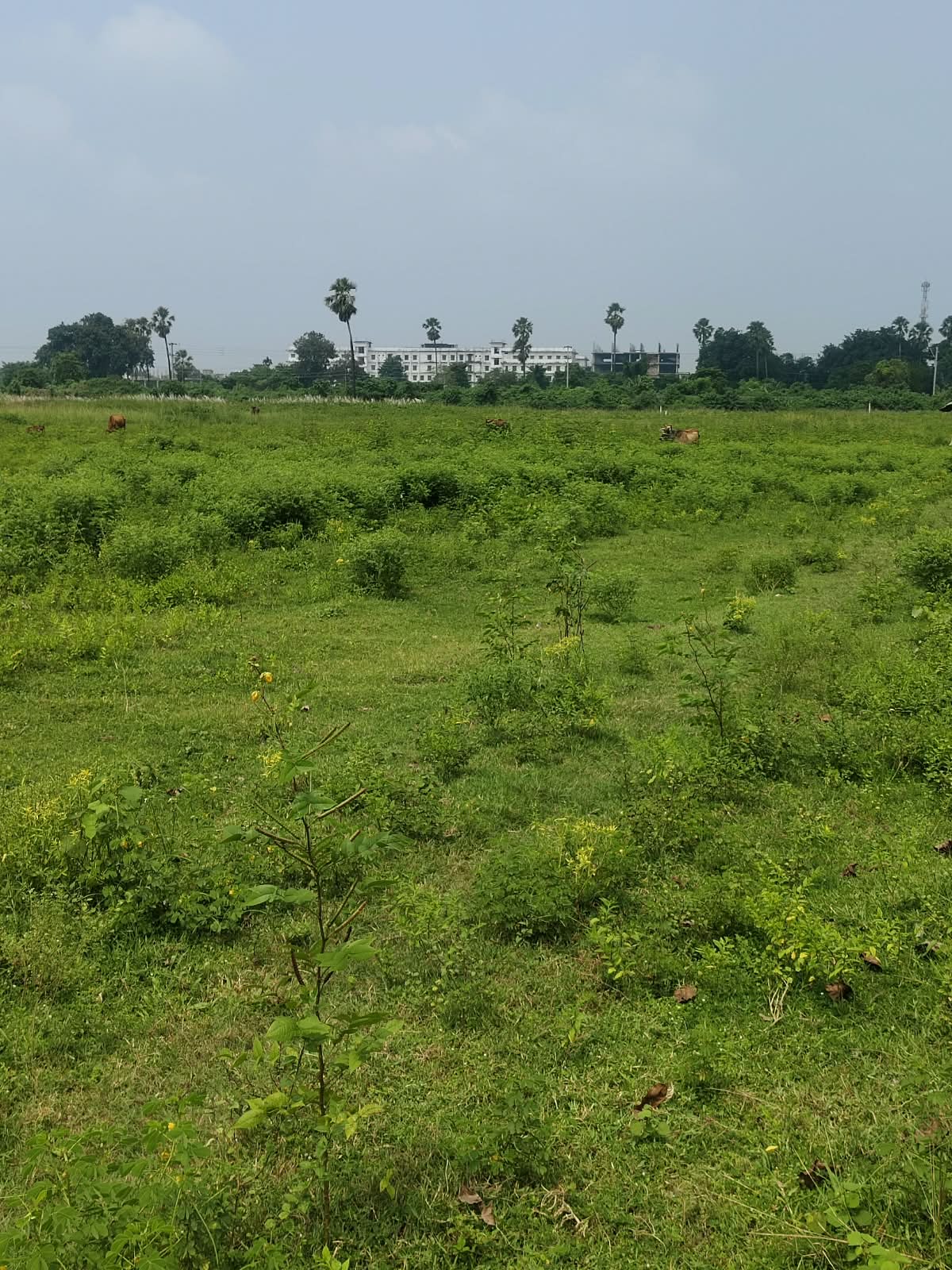 🏡 RAMBAGH – RAM RATNA JI NAGAR में RESIDENTIAL PLOT बिक्री के लिए PN 161 - Image 4