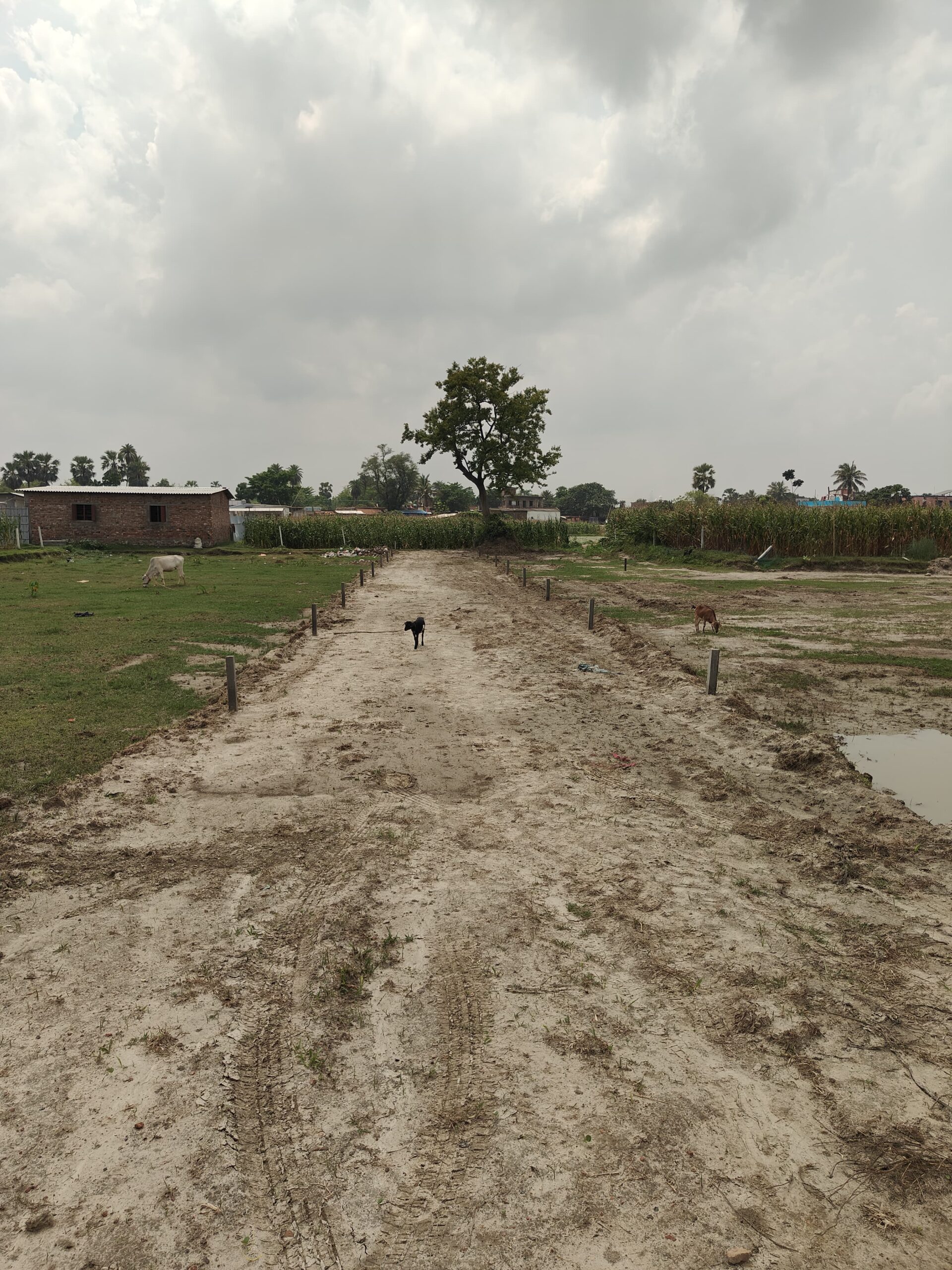 🏡 BIRPUR–LOKHRA PURNIA में 11 कट्ठा 11 धुर LAND बिक्री के लिए PN 166 - Image 3