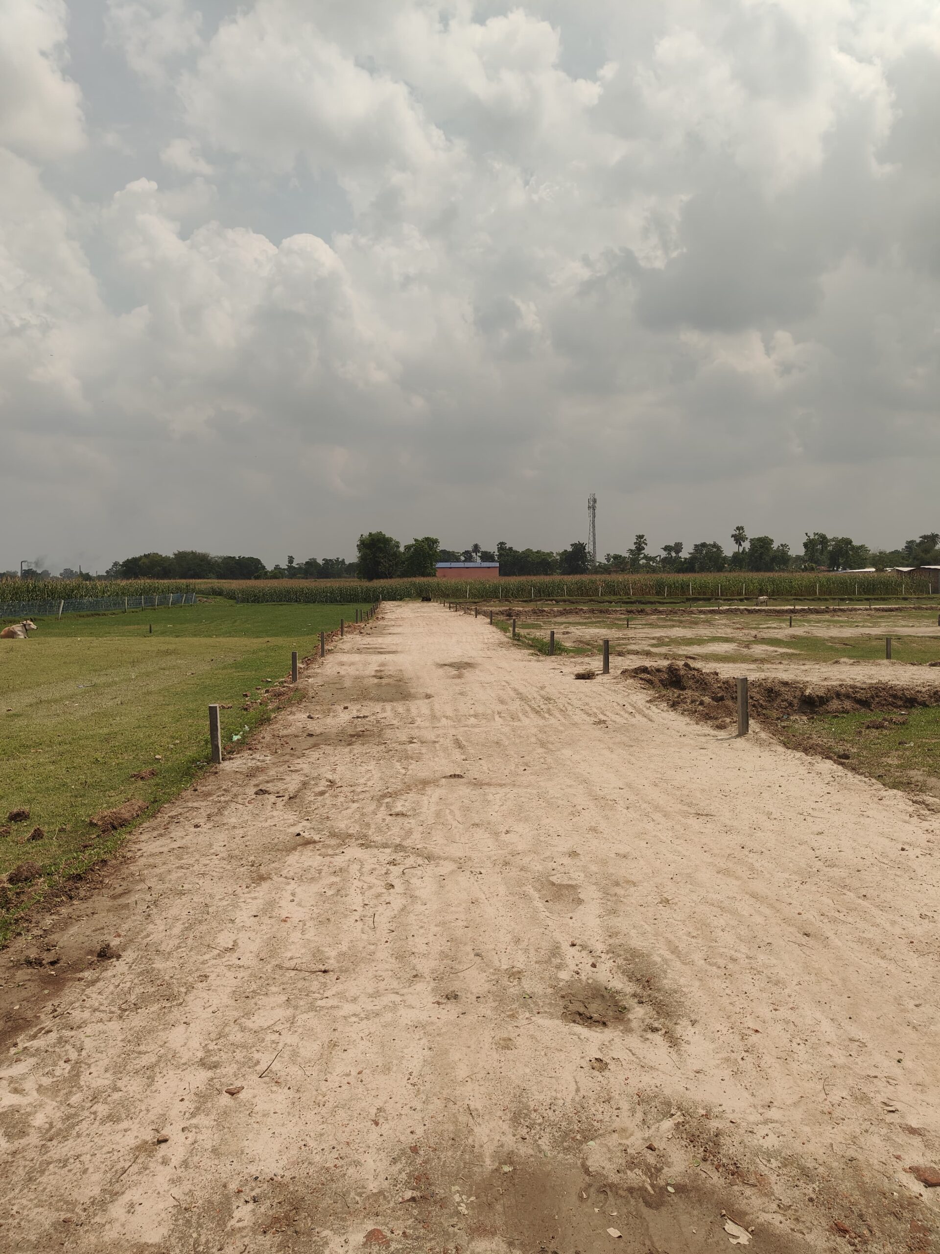 🏡 BIRPUR–LOKHRA PURNIA में 11 कट्ठा 11 धुर LAND बिक्री के लिए PN 166 - Image 4