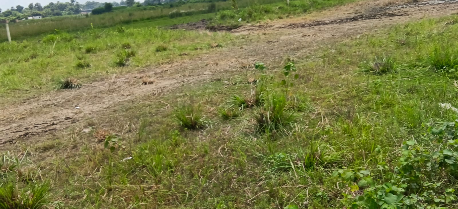 🏡 MIT के पीछे 3 बीघा PLOT बिक्री के लिए PN 175 - Image 4