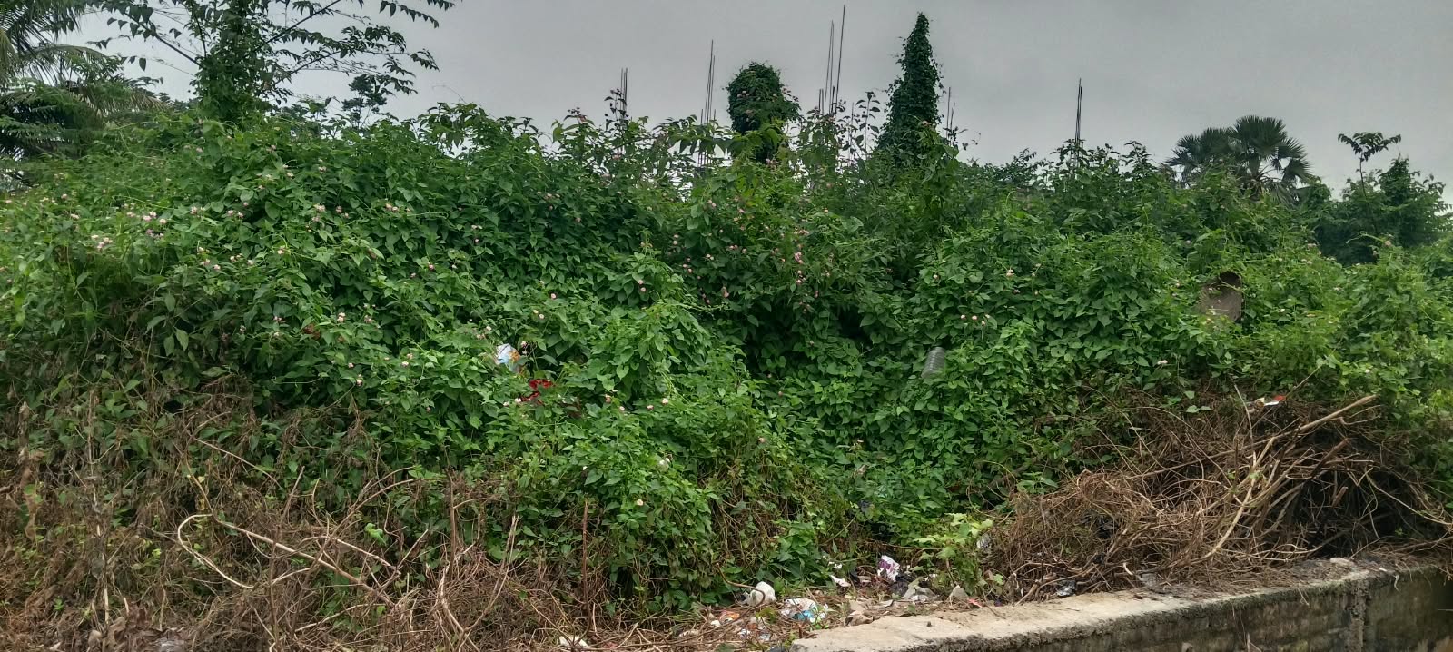 🏡 DAV चौक, कौशिक नगर में 1.5 कट्ठा आवासीय प्लॉट बिक्री के लिए PN 198 - Image 2