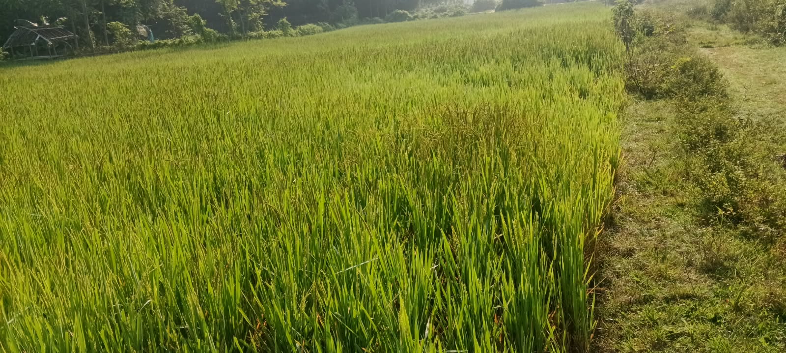 ЁЯПб рдХрджрдЧрд╛рдорд╛ рдЪреМрдХ рд╕реЗ рдЪрдВрдкрд╛рдирдЧрд░ рд░реЛрдб рдореЗрдВ рдЬрдореАрди рдмрд┐рдХреНрд░реА рдХреЗ рд▓рд┐рдП PN 209 - Image 4